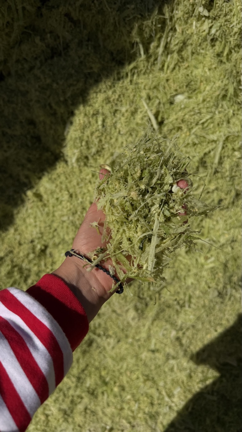 Alfalfa quality inspection